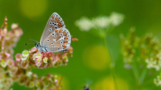 butterfly sitting on wild flower
