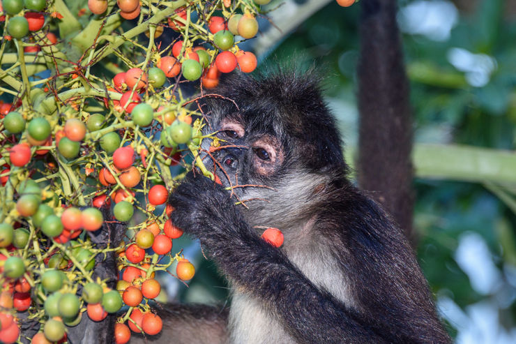 A wild spider monkey male eating betel nuts on a betel palm tree