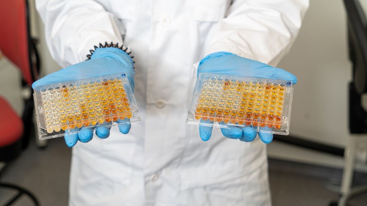 Laboratorieplattor med 96 brunnar fyllda med vätska i olika orange nyanser.