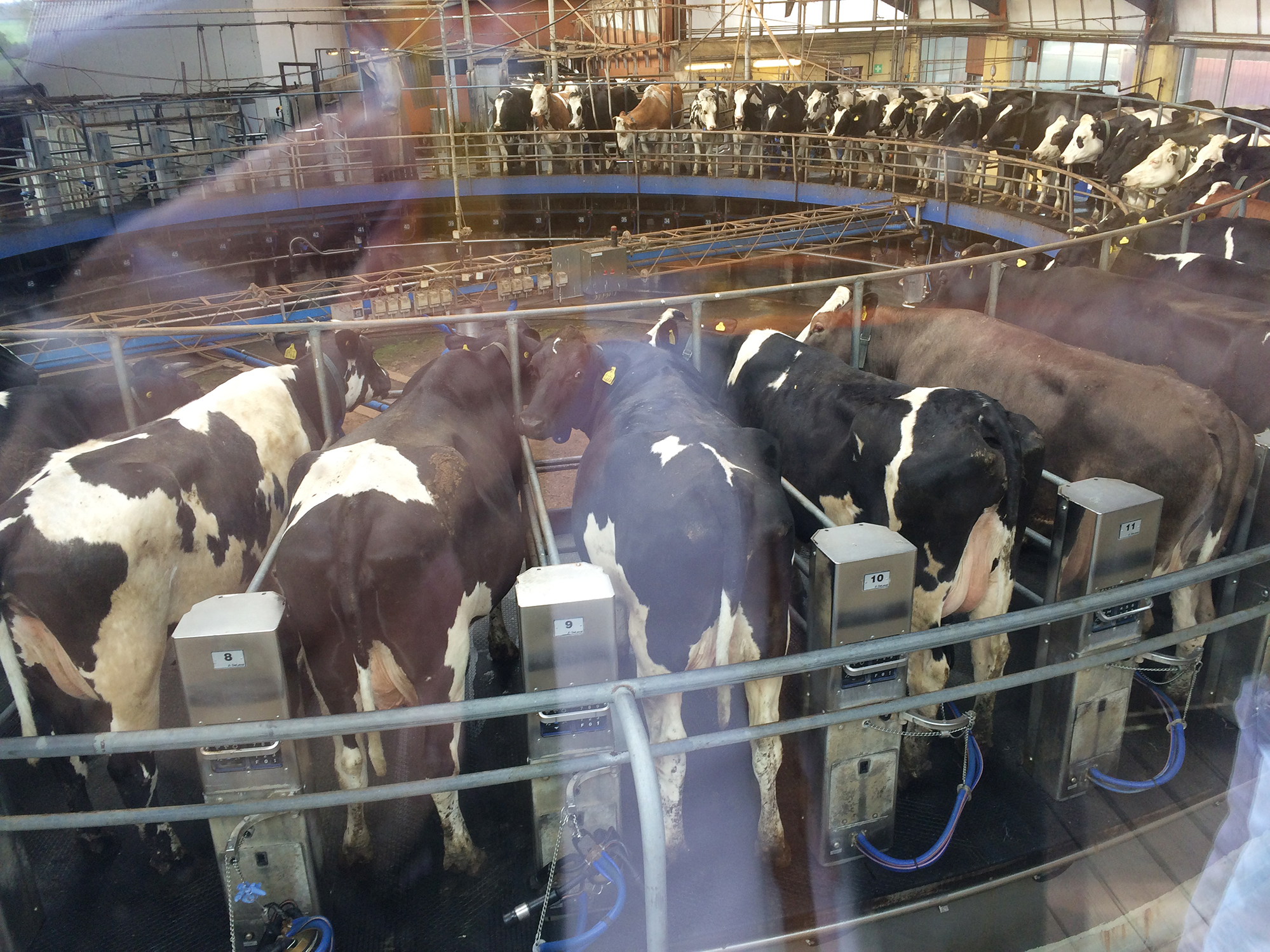 The cows enter a carousel twice a day to be milked