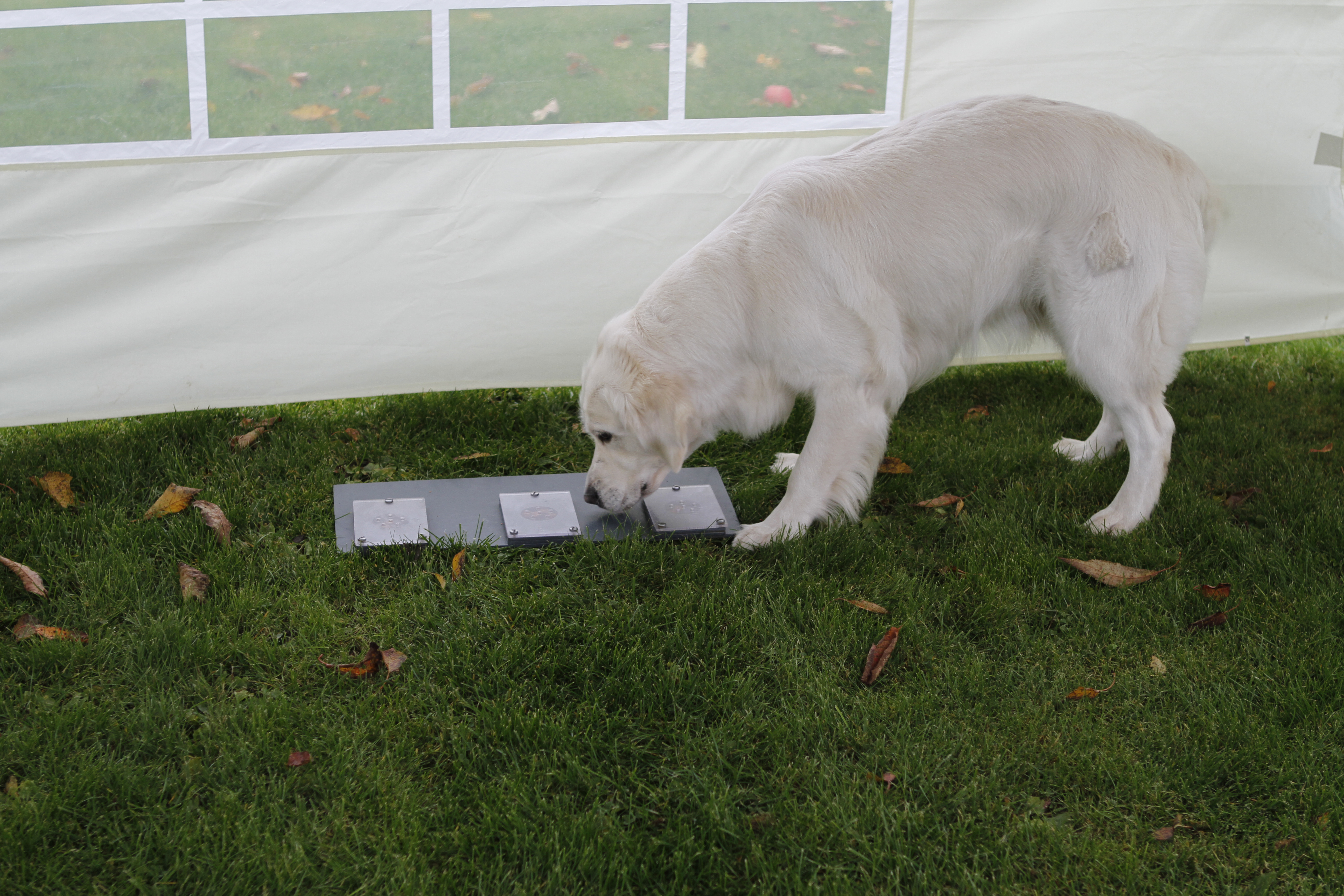 golden retriever sniffs a lid that covers dog candy