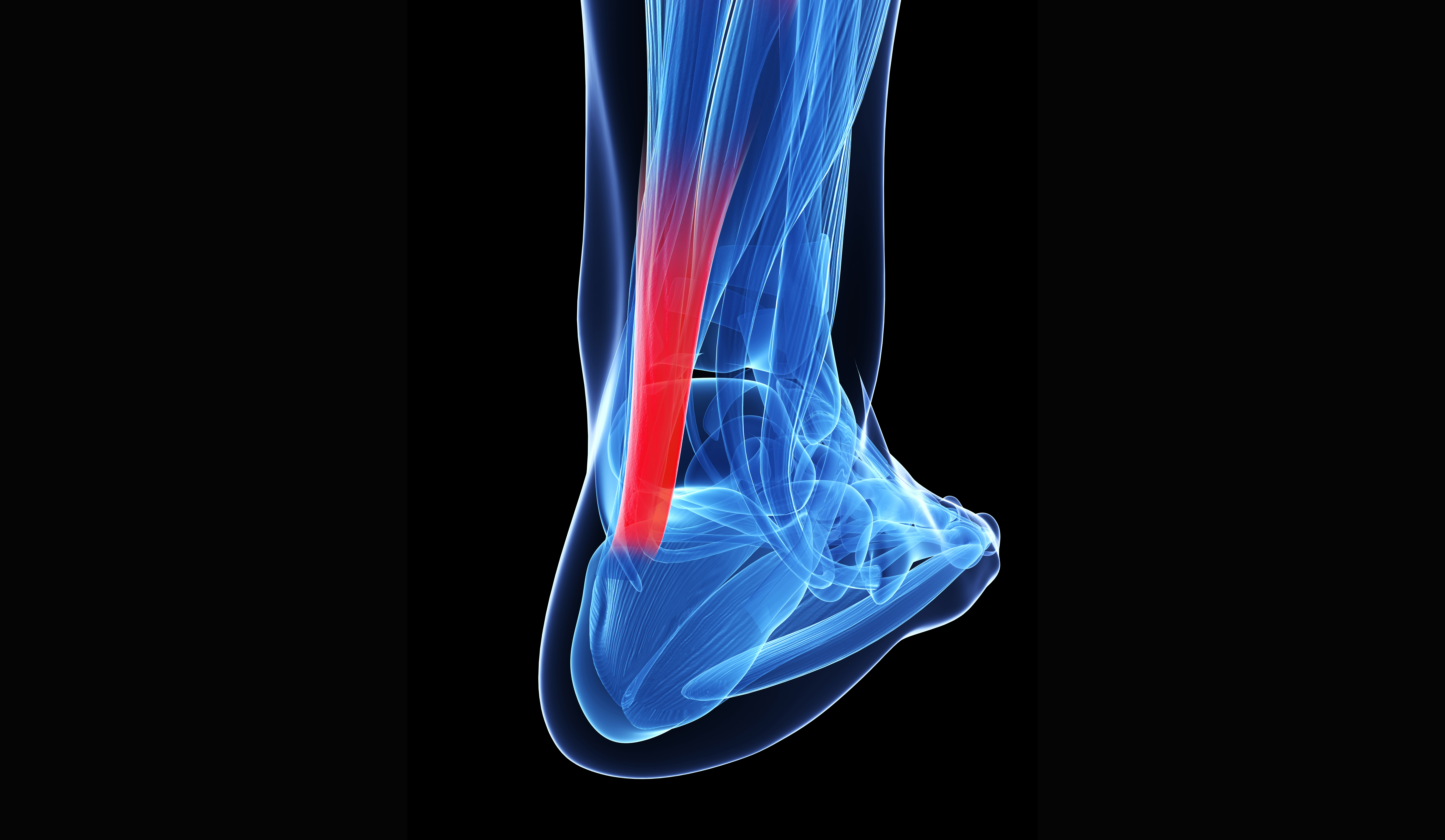 3D illustration of the achilles tendon in human foot