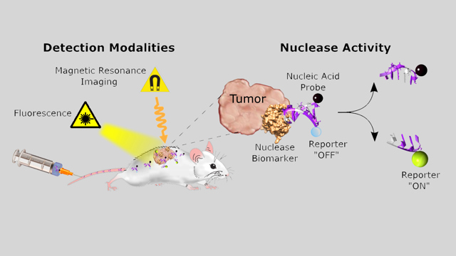 detection modalities nuclease activity