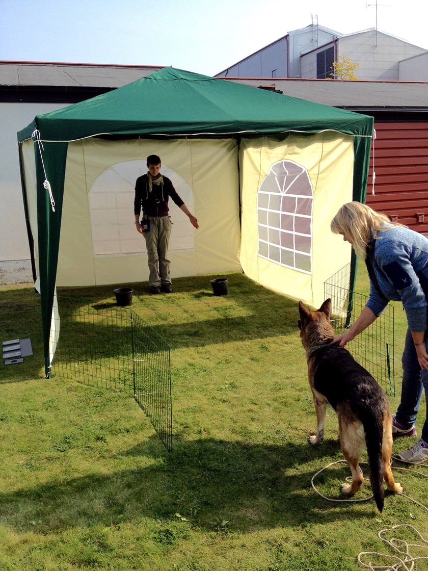 dog participating in pointing test