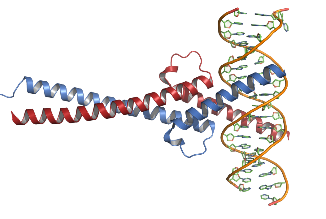 Crystal Structure of Myc and Max in complex with DNA
