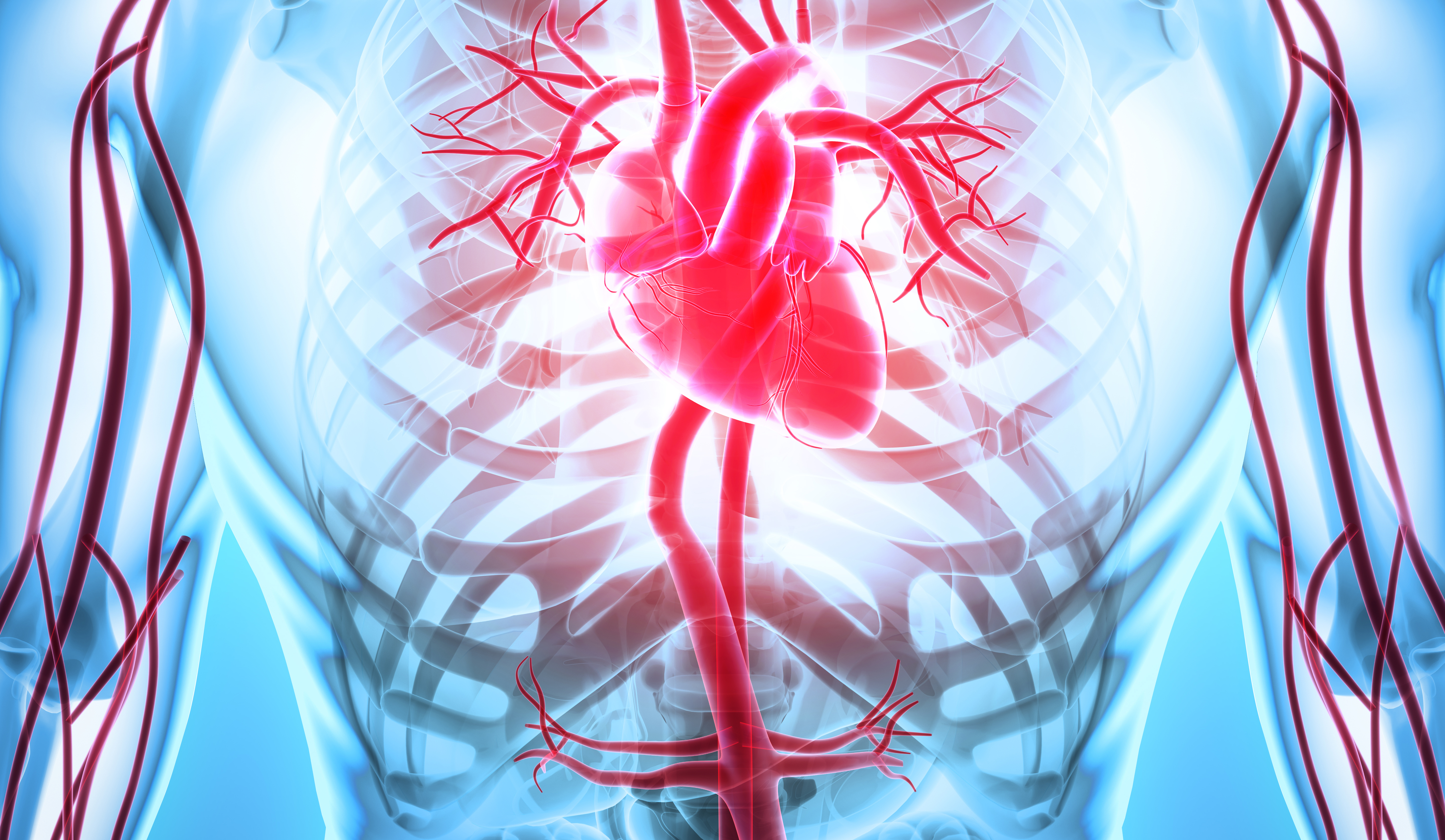 3D-illustration av hjärta och kroppspulsåder