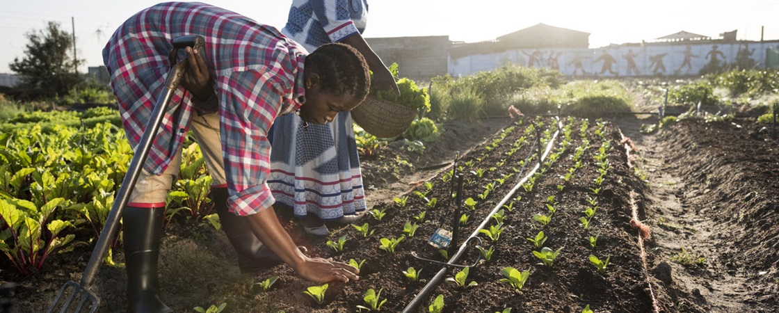 Gryningsbild av ung afrikansk som arbetar med jordbruk.
