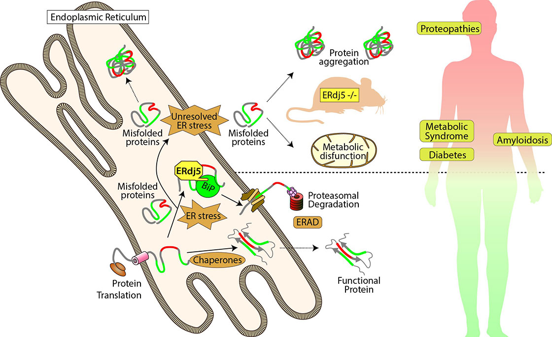 The Endoplasmic Reticulum stress response and its role in disease -  Linköping University