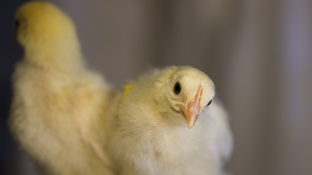 kyckling kikar in i kameran