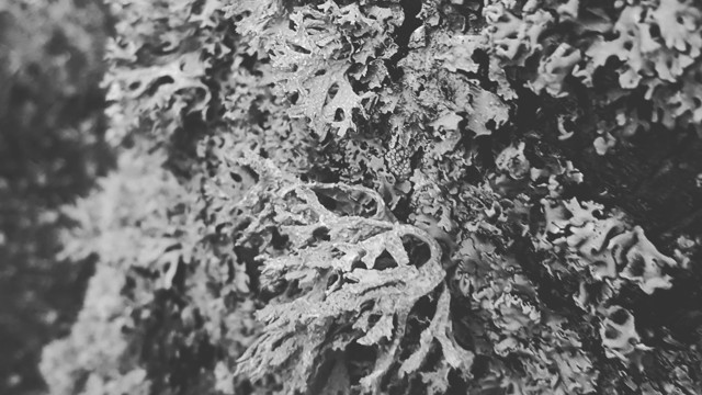 Black-and-white photograph of an epiphyte lichen growing on the trunk of a tree.