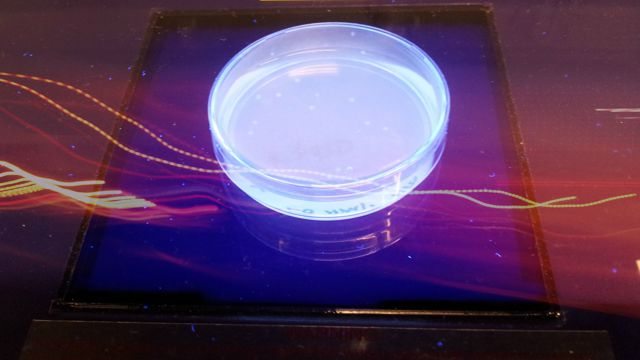 Photograph of a petri dish, containing E.coli cell colonies modified with green fluorescent protein (GFP). The petri dish is placed on a transilluminator. 