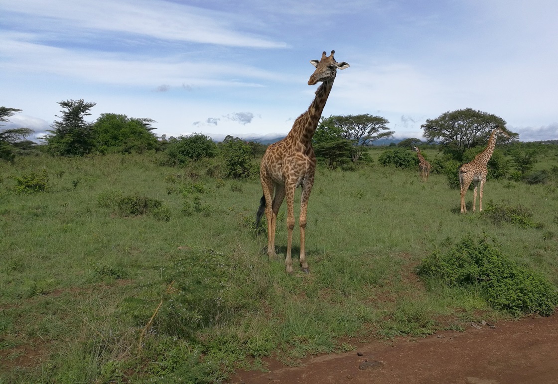 Giraff i safaripark