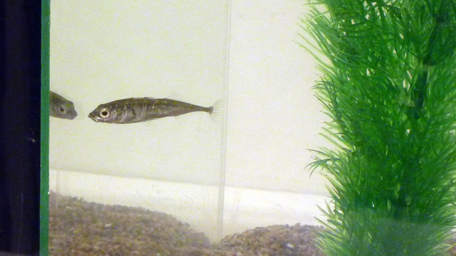 fisk som tittar på sin spegelbild