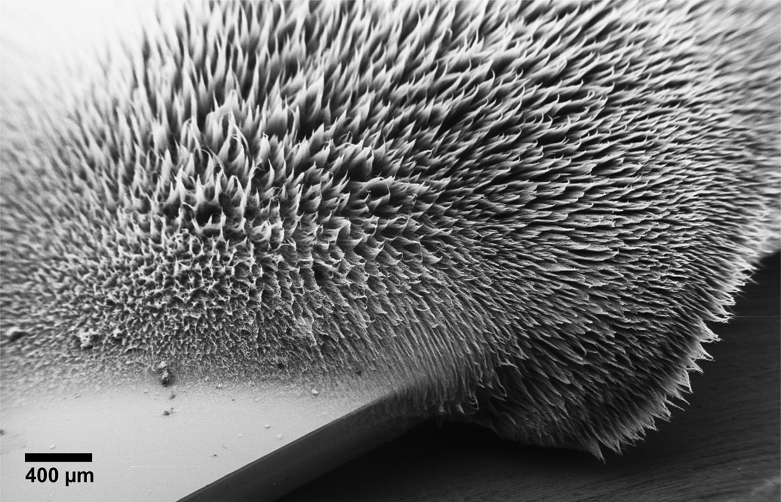 Nanostrukturerna täcker ytan på ett kiselsubstrat
