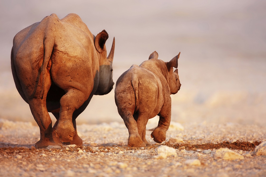 Svart noshörningsko med unge