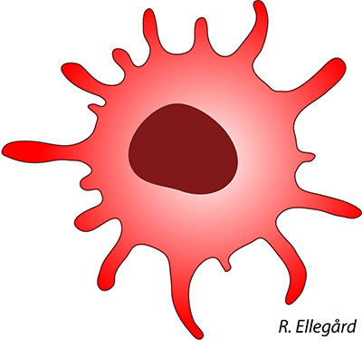 dendritic cell cartoon