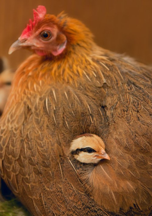 kyckling under hönas vinge