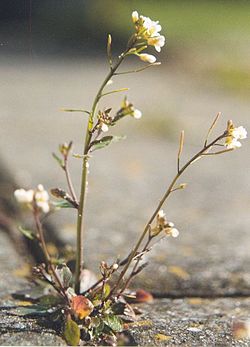 Backtrav Arabidopsis thaliana