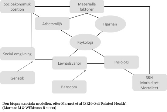 Den biopsykosociala modellen (SRH = Self Related Health) (Marmot M & Wilkinson R 2000)