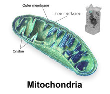 mitokondrie