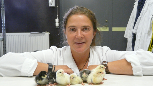 Beatrix Agnvall med kycklingar