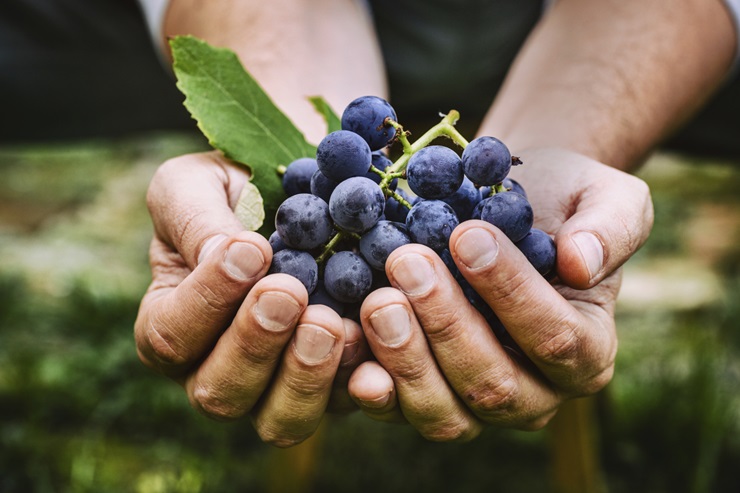 Vindruvor innehåller potentiella läkemedelssubstanser 
