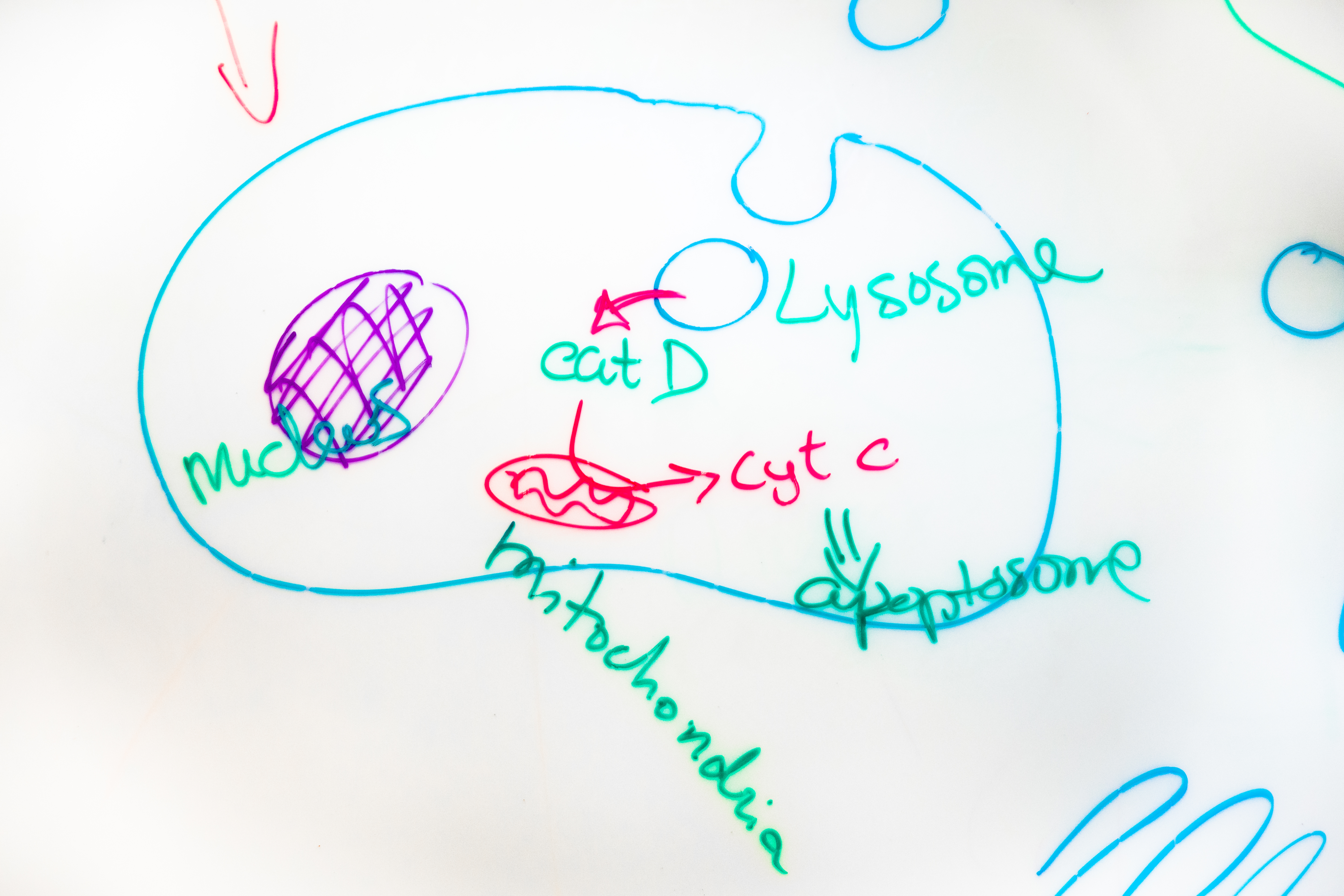 Lysosomen, skiss på whiteboard