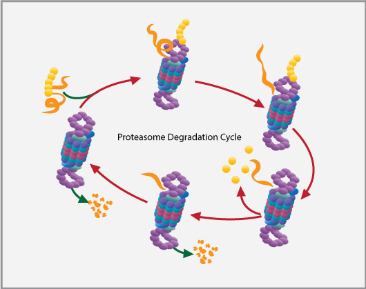 Proteasome Degradation Cycle