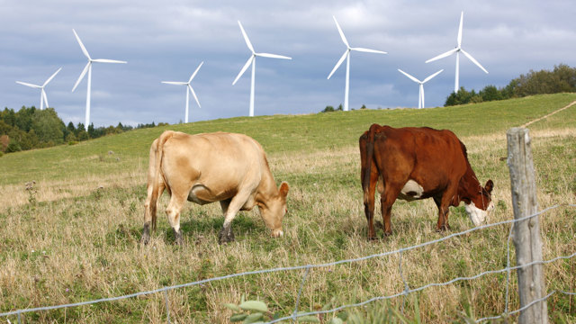 bild på kor och vindkraftverk