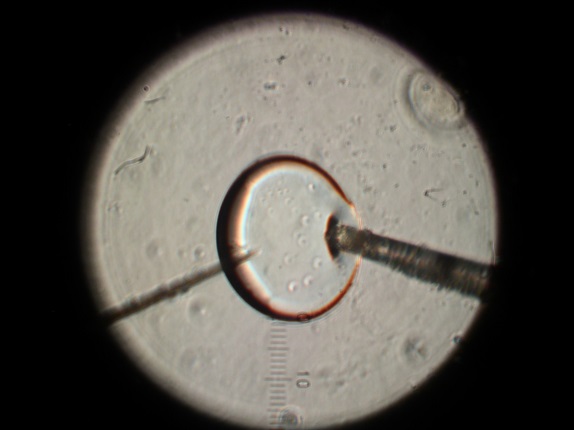 Bionanoelektronik, mikroskop