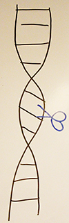 Gen med sax ritad på whiteboard i labbet