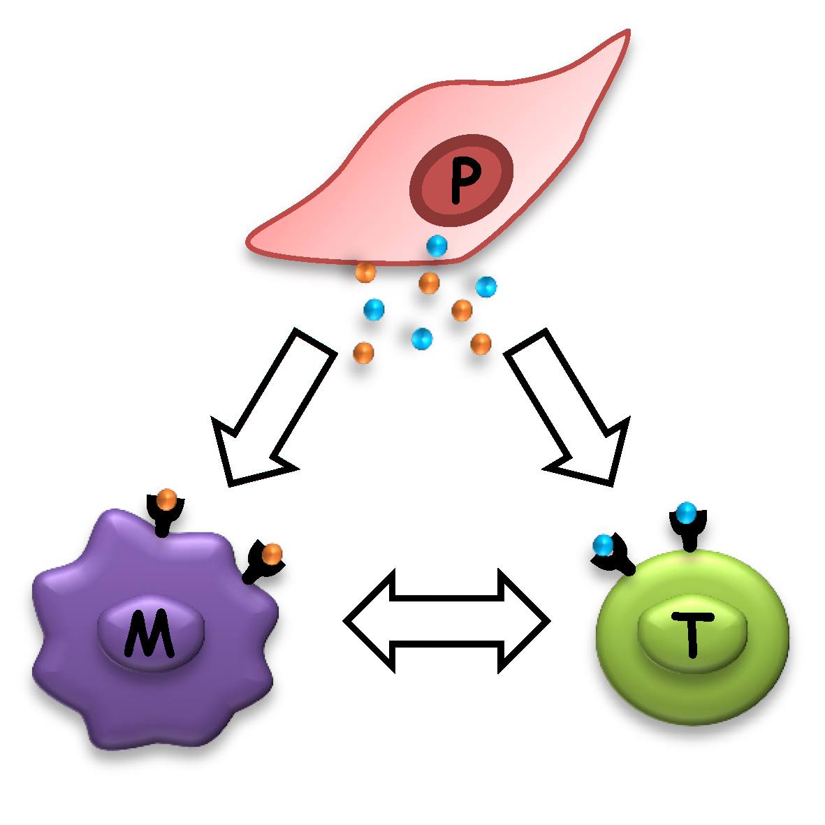 Celler från moderkakan (placentan, P) bildar molekyler som påverkar makrofager (M) och T-celler (T). Dessa celler påverkar i sin tur varandra för att skapa tolerans mot fostret.  