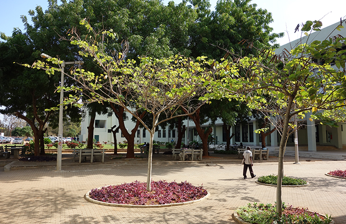 Campus på UEM med blommande träd