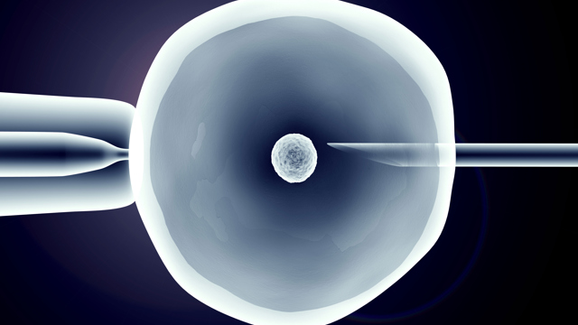 Bild på äggbefruktning. Picture shows fertilization of egg