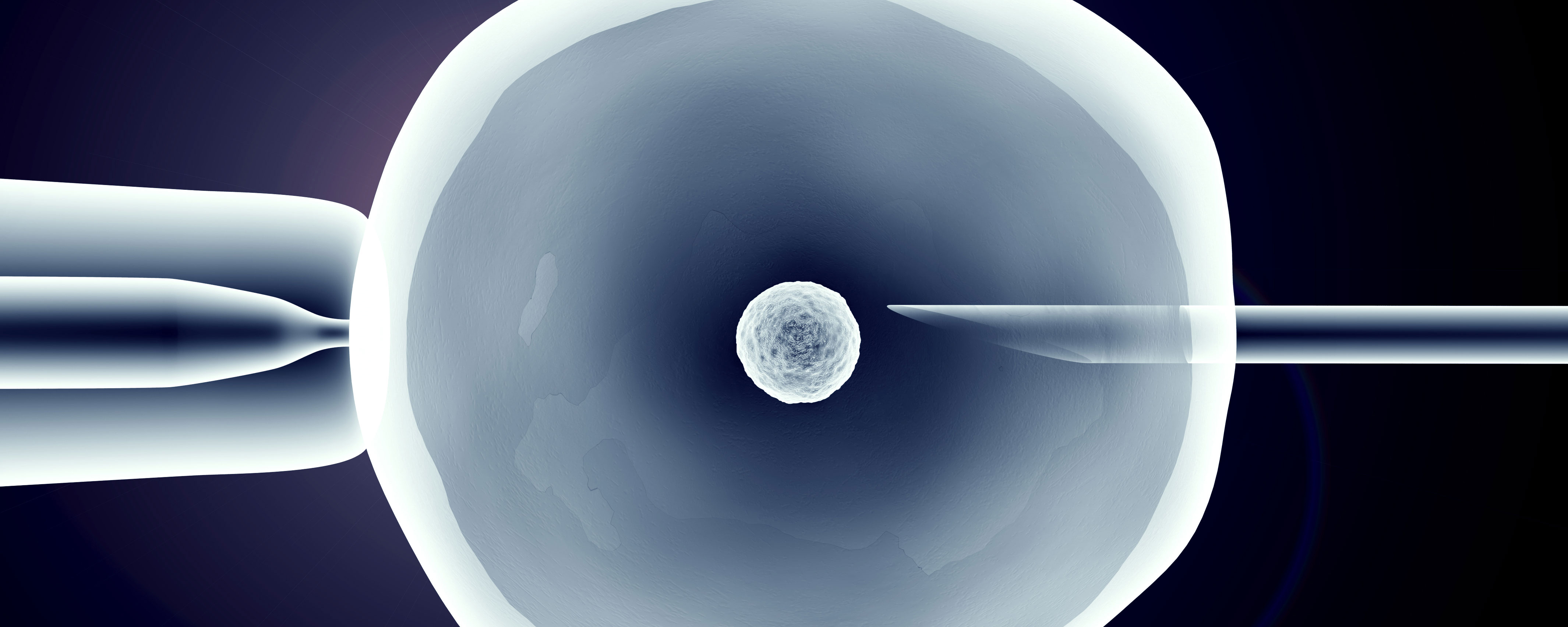 Bild på ägg i livmoder