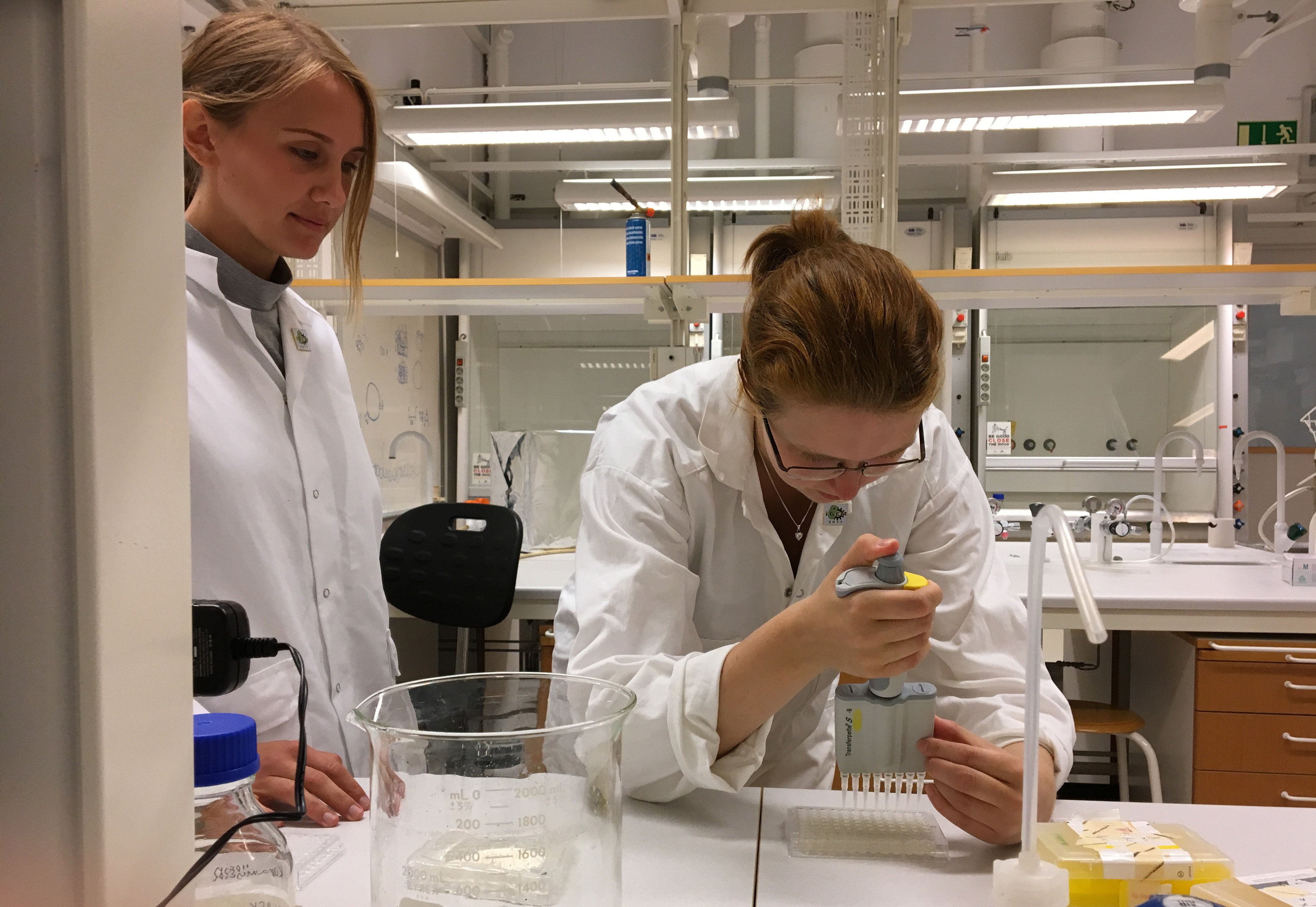 IGEM students in the lab
