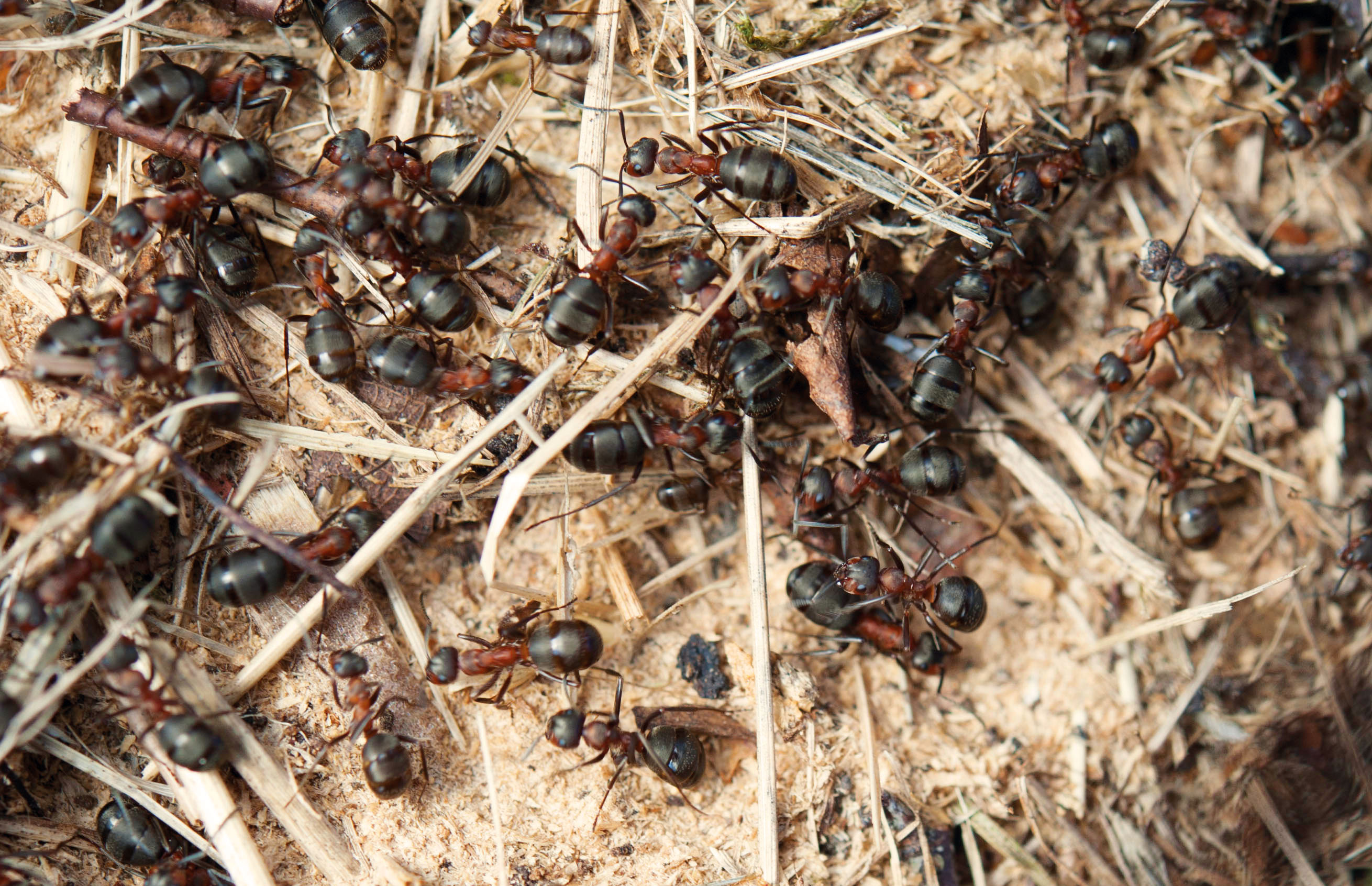 Räddad myrstack på Kolmårdens djurpark