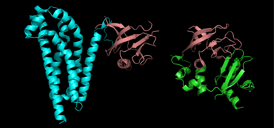 3-dimensionell struktur av protein