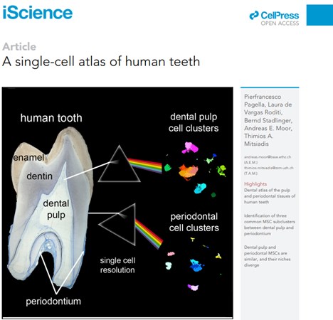 Cover of publication 'A single-cell atlas of human teeth'