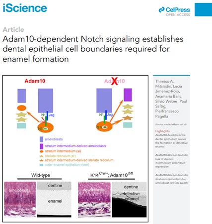 Cover of publication 'Adam10-dependent Notch signaling establishes dental epithelial cell boundaries required for enamel formation'