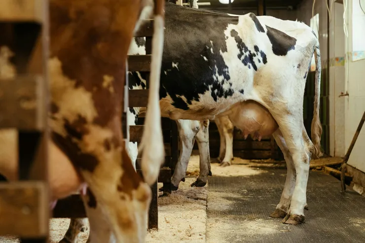 Cows in stable