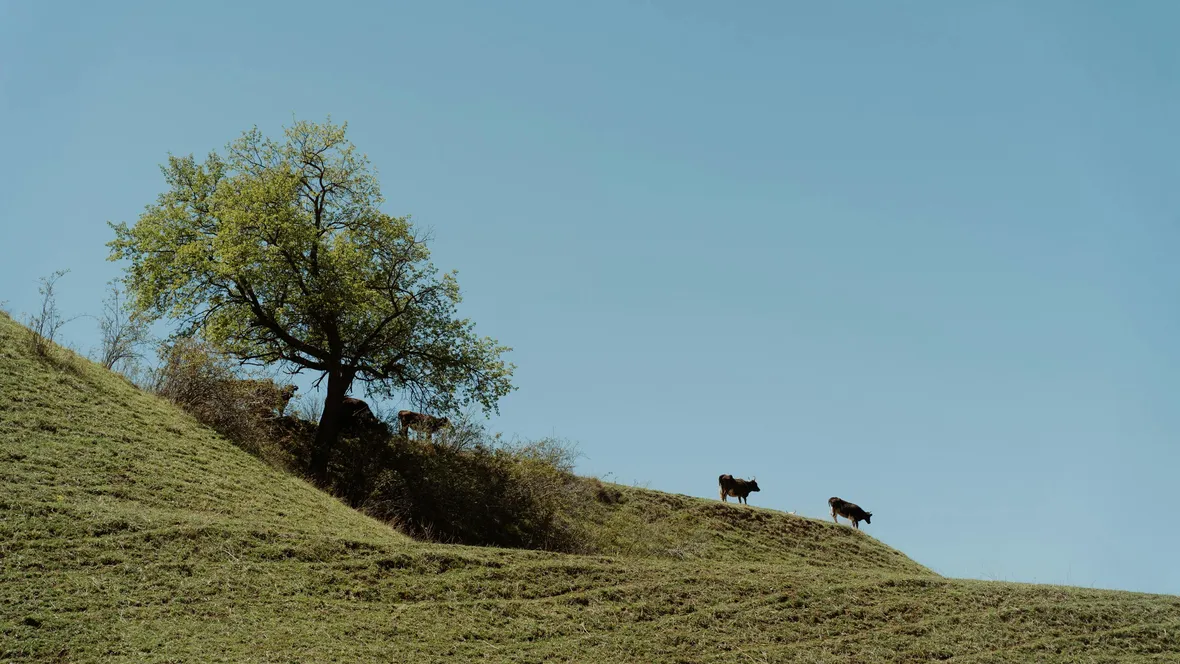 Cows grazing in the distance