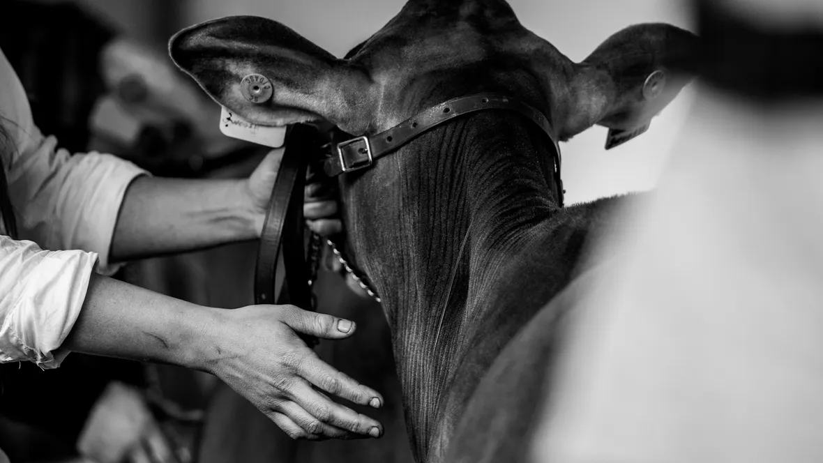 Human touching a calf