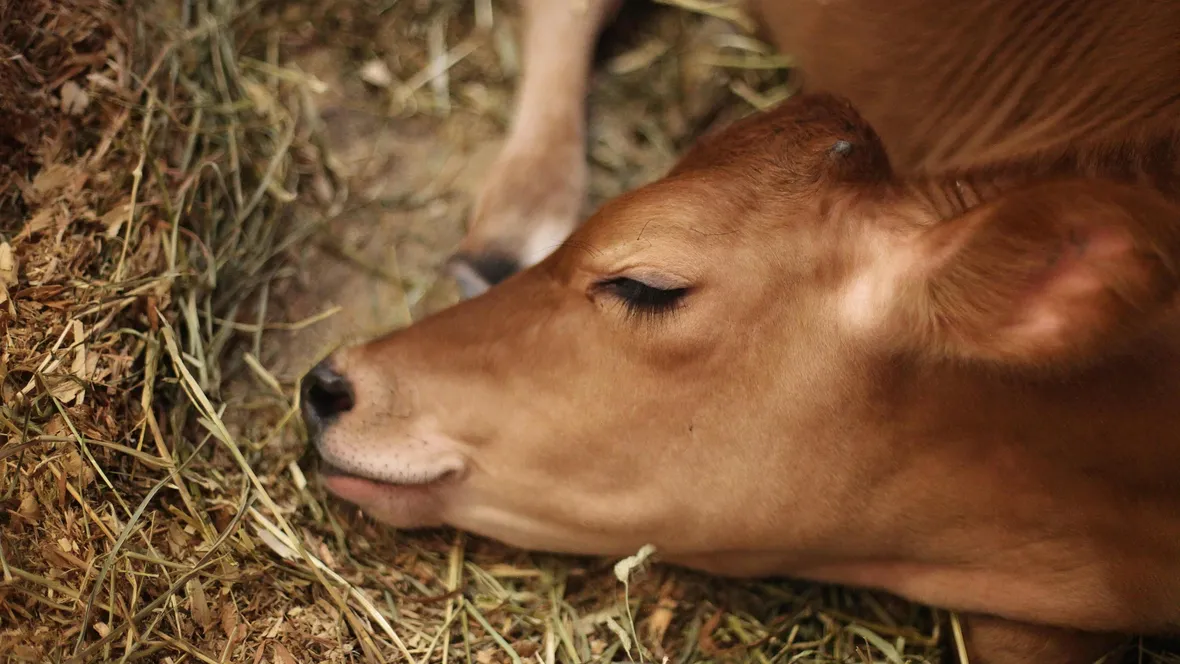 Calf laying down to sleep