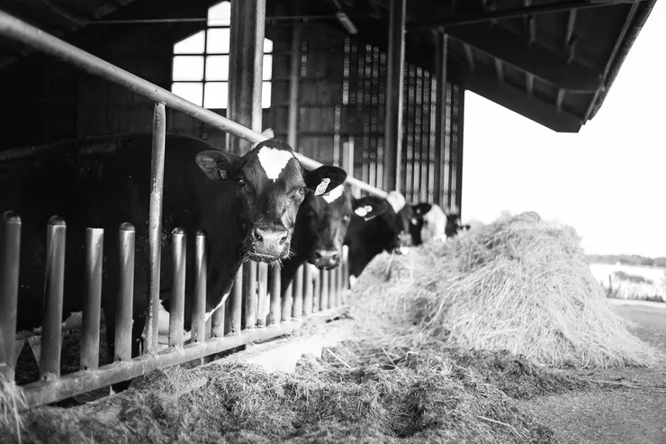 Cows eating 