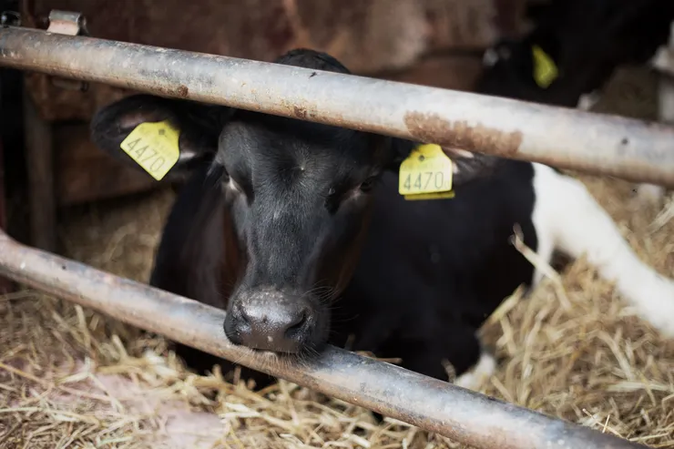 Black Calf