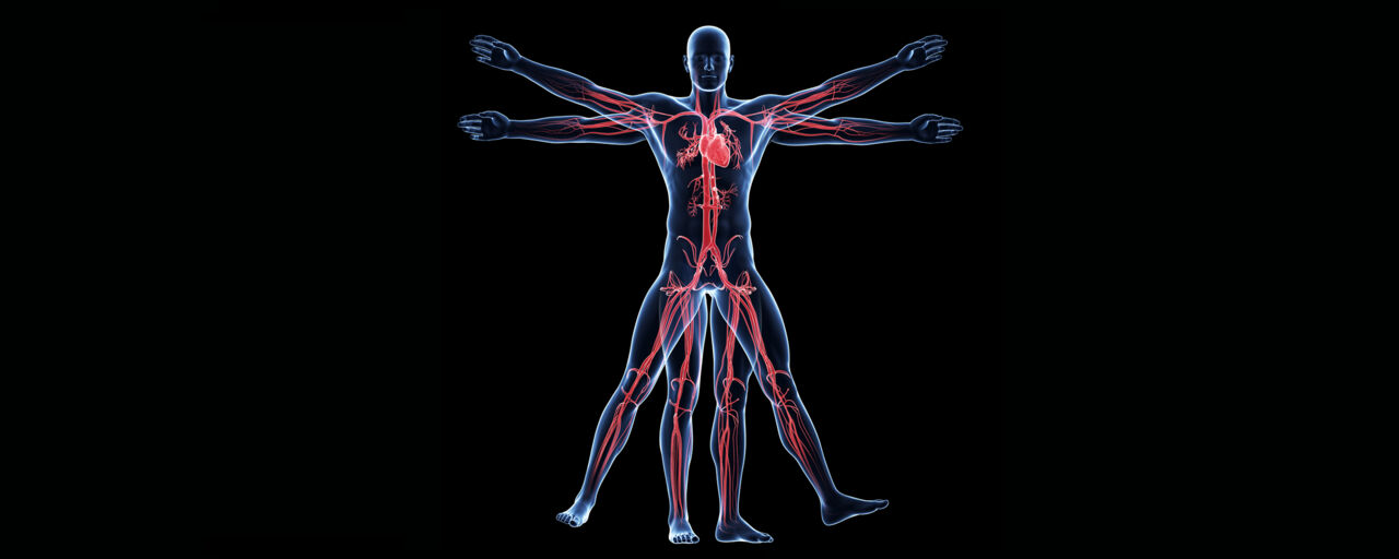 Circulation and metabolism