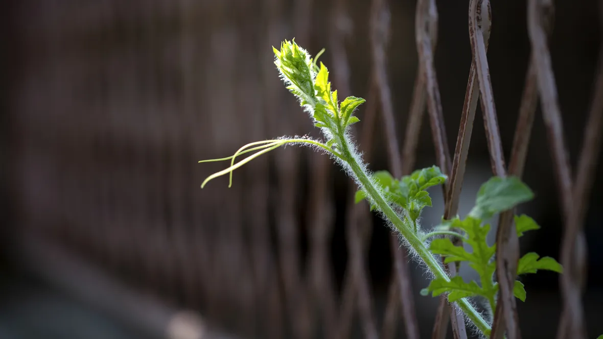 Grön solbelyst stjälk som sträcker sig genom ett stängsel. 
