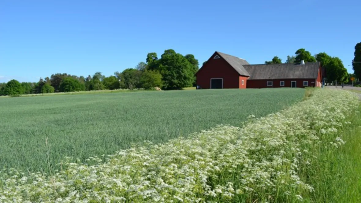 En röd lada i bakgrunden och ett grönt fält i förgrunden