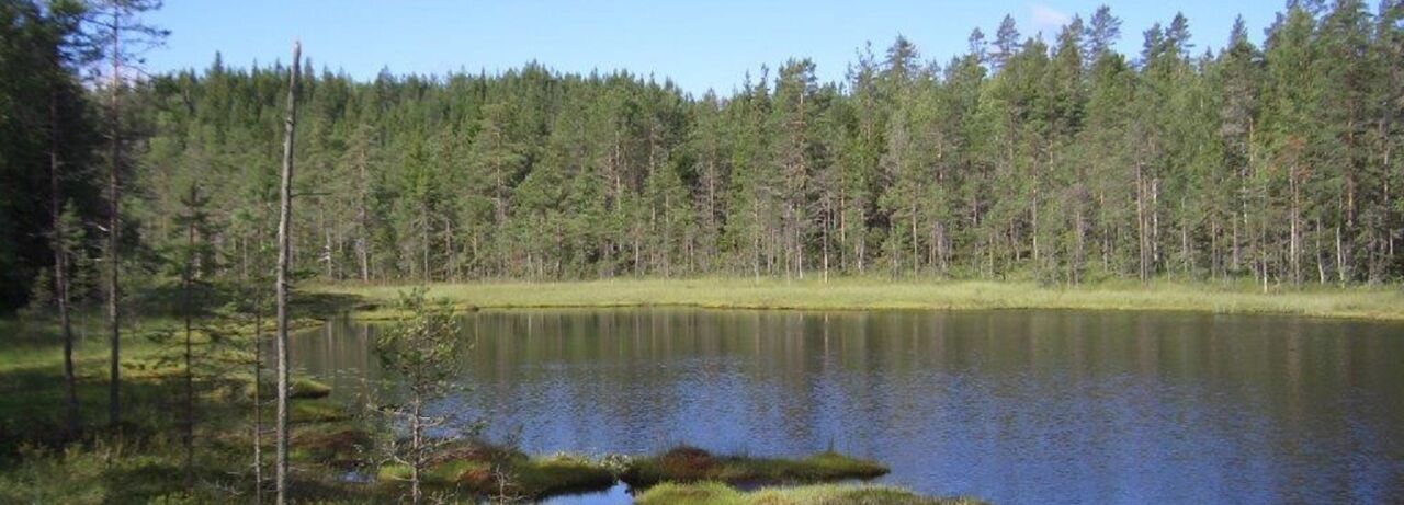 lake and forest